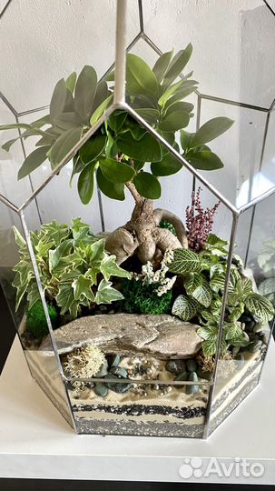 Флорариум Бонсай Фикус