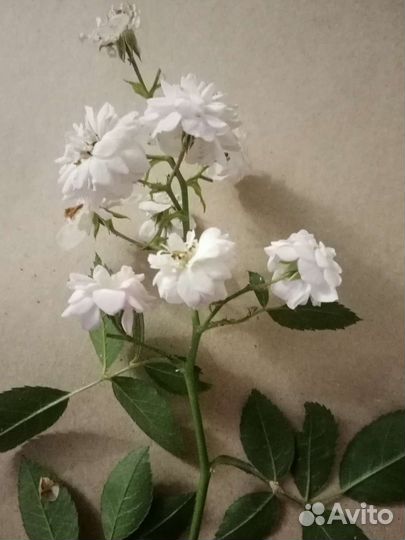 Плетущаяся роза, роза плетучка