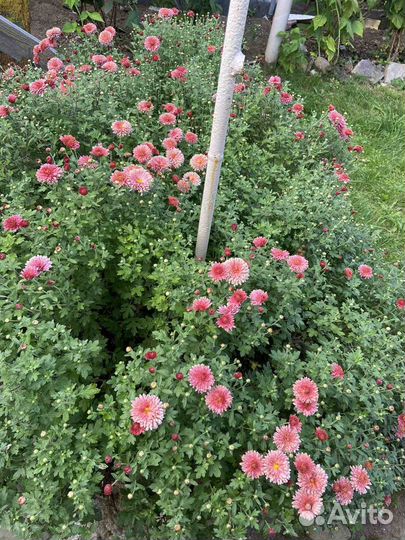 Хризантема