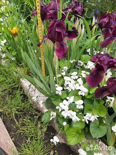 Ирисы карликовые