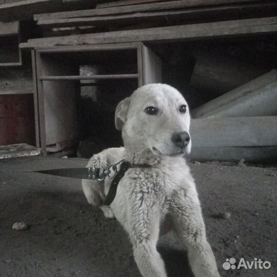 Собака в добрые руки отдам бесплатно