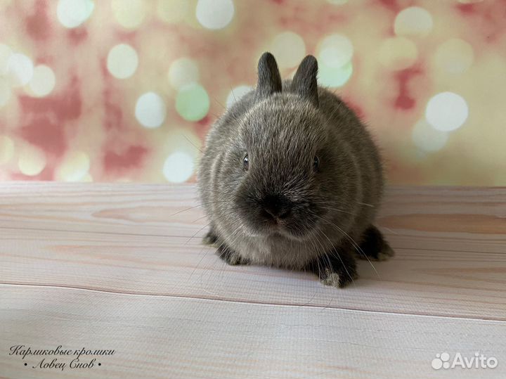 Карликовый породистый кролик Цветной карлик