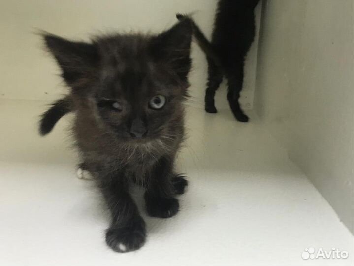 Слепые малышки, котята, инвалиды ищут семью