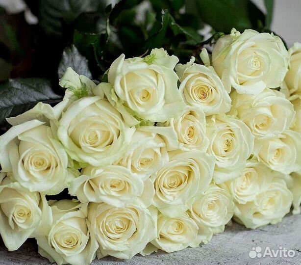 Высокие розы Гигантские розы Доставка цветов