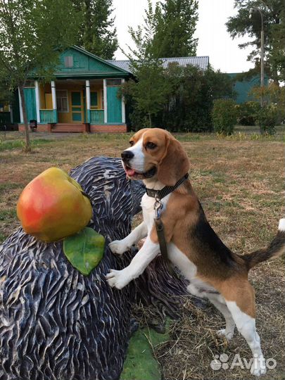 Бигль вязка