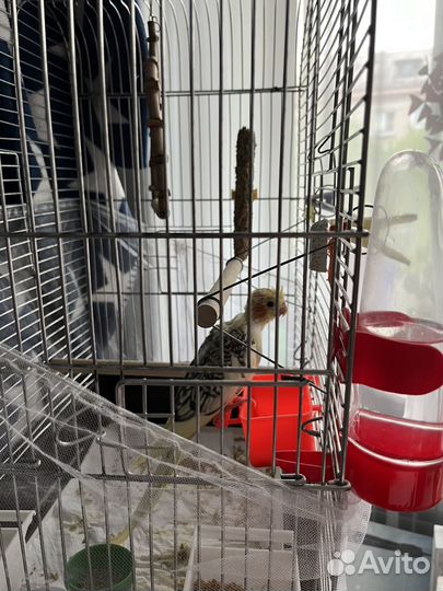 Попугай корелла птенец