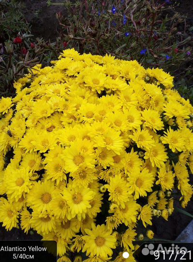 Хризантема мультифлора