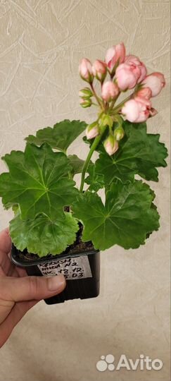 Пеларгония герань