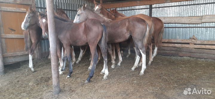 Жеребята полу-тяжи 2023года