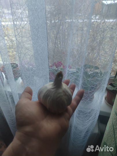 Продам чеснок