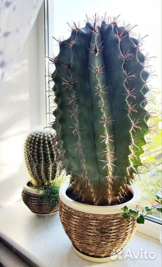 Кактус большой взрослый