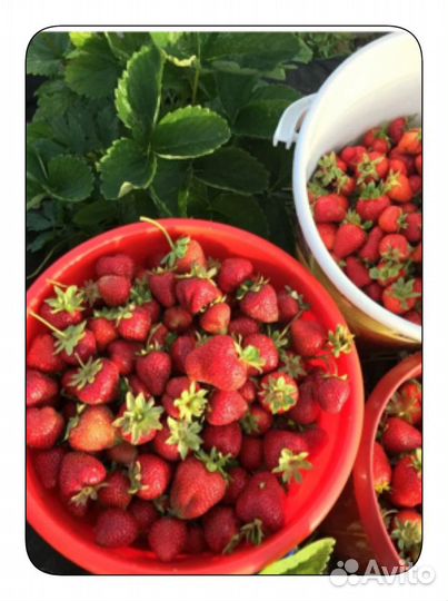 Рассада клубники