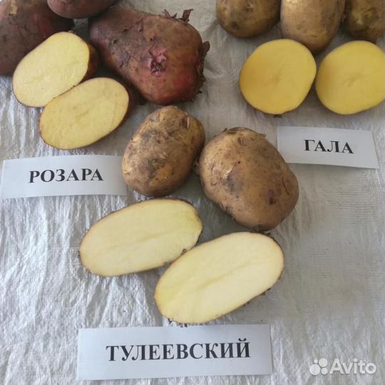 Картофель