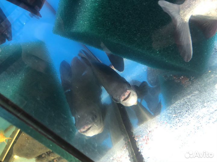 Пиранья амазонская