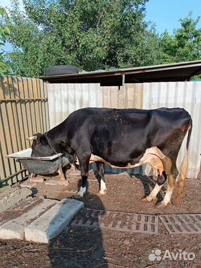 Корова стельная