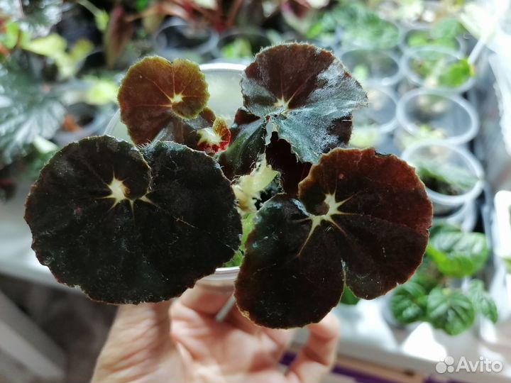 Сингониумы, Бегония, хавортия