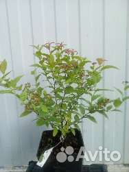 Декоративные кустарники