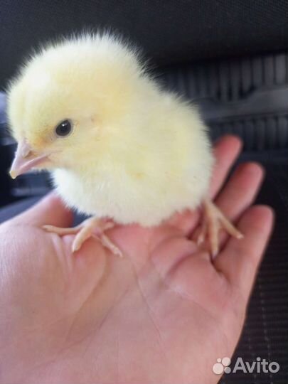 Бройлер подрощенный и