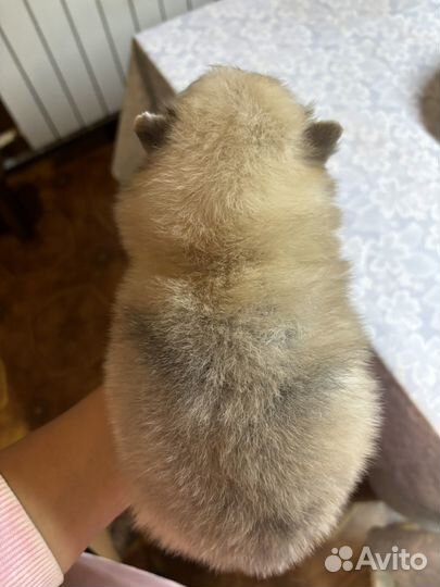 Померанский шпиц