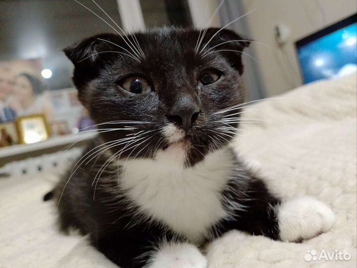 Кошка в дар