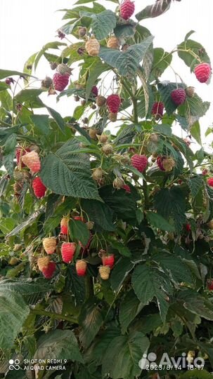 Саженцы малины ремонтантной, клубники, смородины