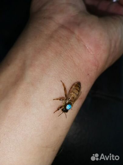 Пчеломатки Бакфаст, Карника