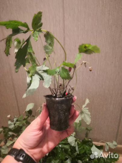 Земляника Ксюша