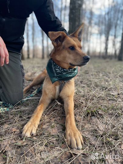 Очень ласковый обнимательный парень ищет семью