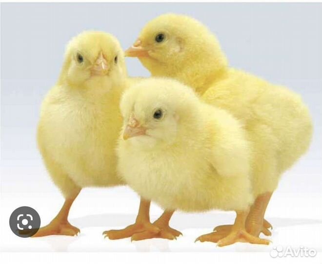 Броллеры Кооб - 500