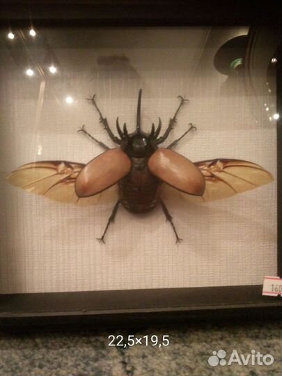 Засушенный жук-носорог в раме