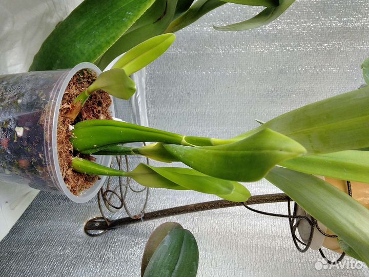 Редкие орхидеи