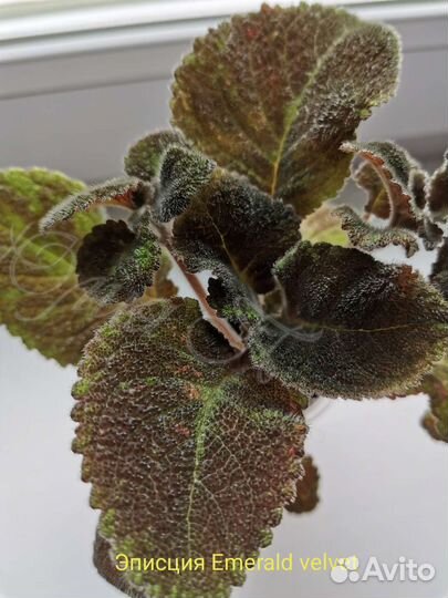 Эписции сортовые 9 видов