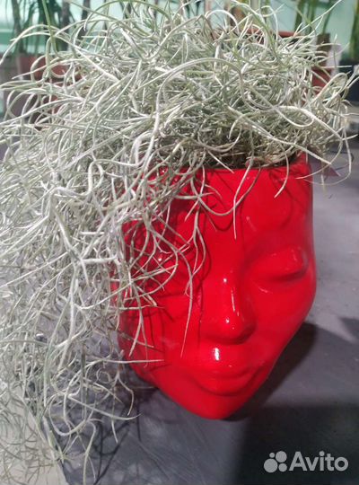 Тилландсия уснеевидная атмосферная