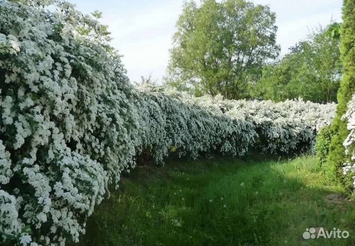 Изгородь и спиреи