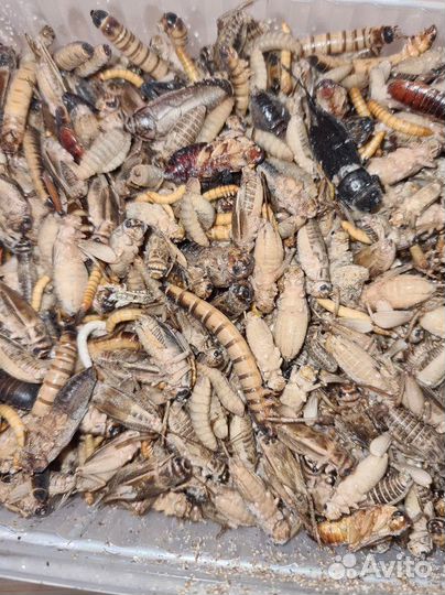 Корм для стрижей и рептилий (заморозка,живые)