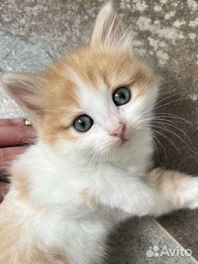 Рыжий котенок в добрые руки