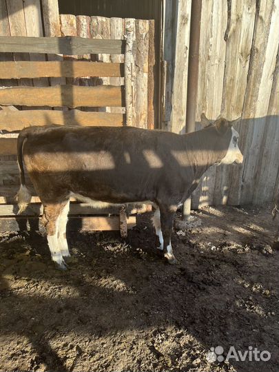 Корова с теленком, телка