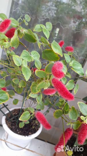 Акалифа (лисий хвост)