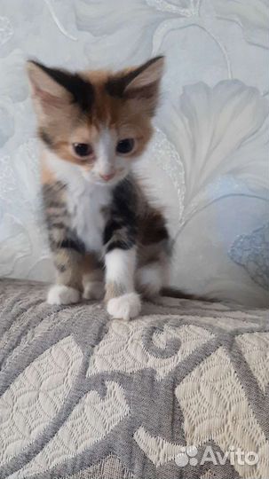 Кошка в дар бесплатно