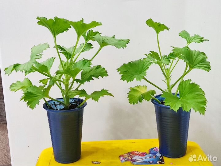 Королевская пеларгония