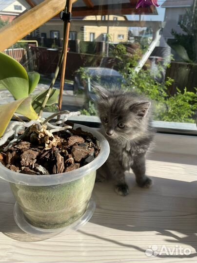 Кошечка в добрые руки