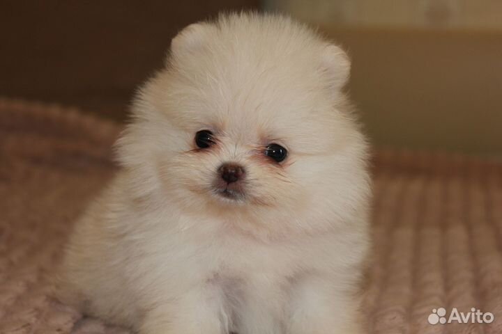 Щенки шпица