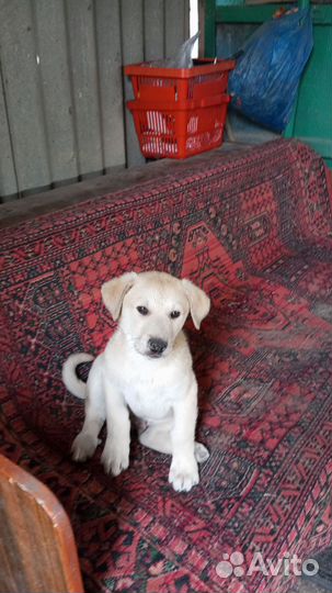 Дворянских кровей