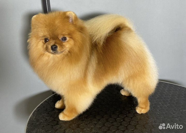 Груминг шпицев