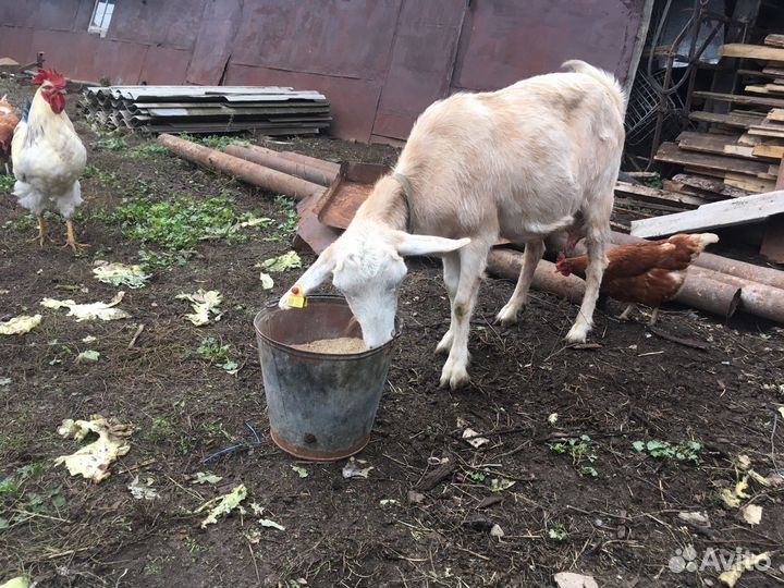 Козы дойные