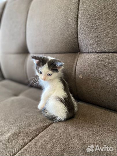 Кошка в дар бесплатно