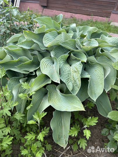 Хоста растение