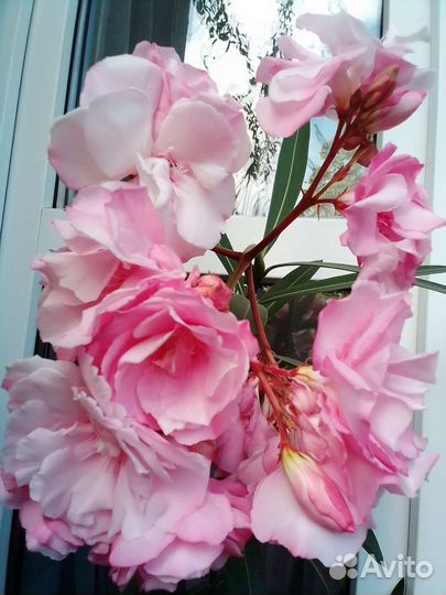 Олеандр розовый, махровый, большой, цветущий