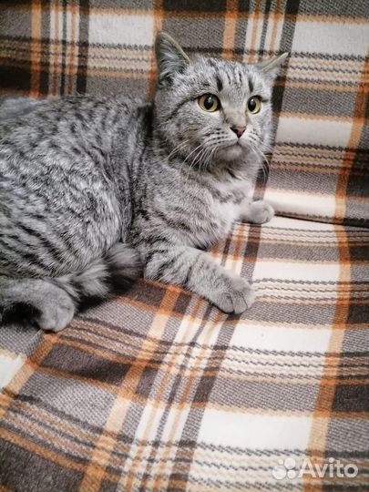 Молоденькая кошечка в добрые руки. Забрана у нерад