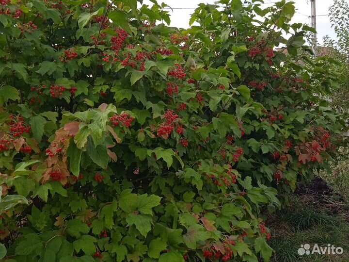 Калина ягода